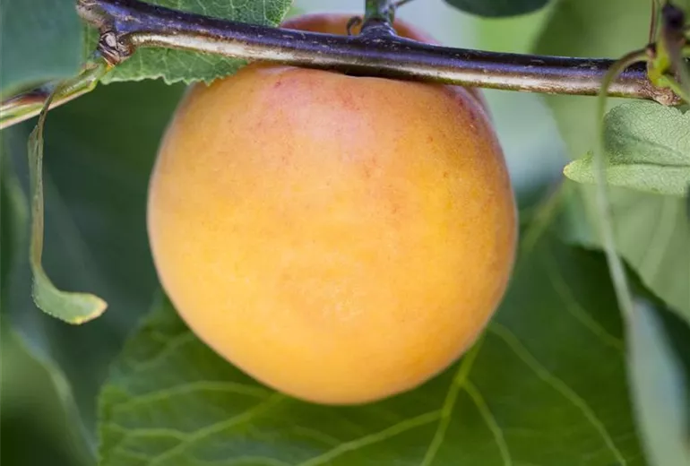 Prunus armeniaca