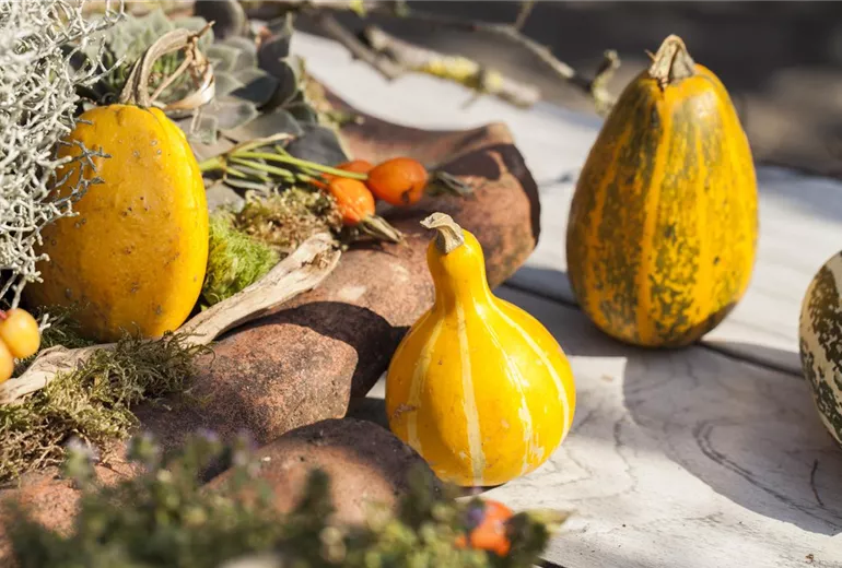Cucurbita pepo