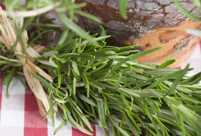 Rosmarinus officinalis