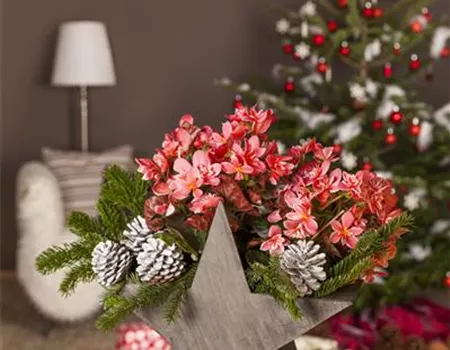 Advent - mit schönen Ideen durch die Vorweihnachtszeit 