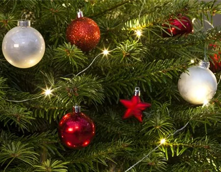 Weihnachtsbaum-Pflege / Lebens-Verlängerung in der Adventszeit