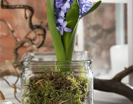 Weihnachtliche Geschenkidee: Blumenzwiebeln im Glas