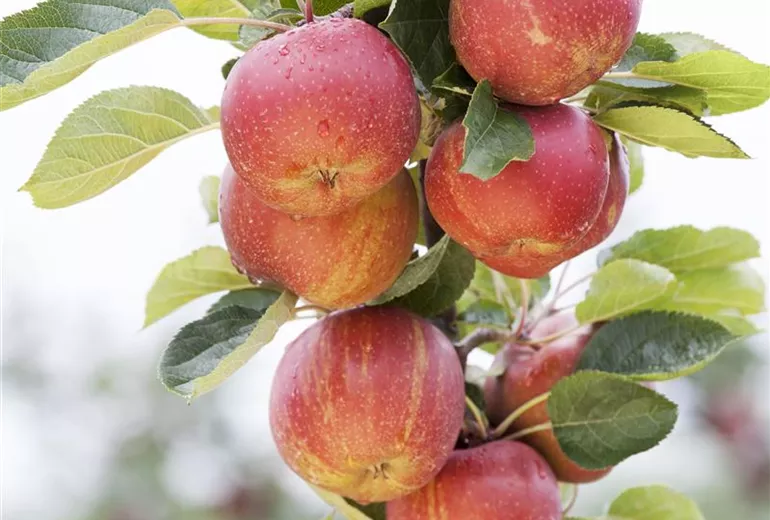 Malus domestica 'Boskoop'