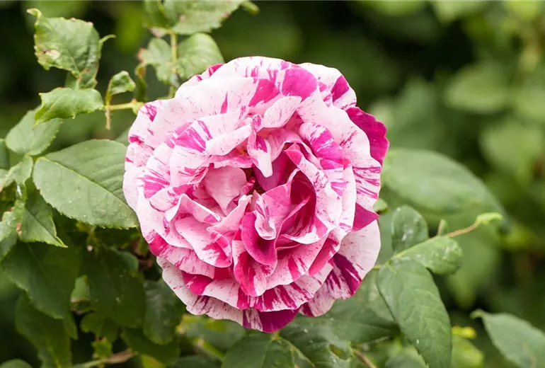 Rosa x damascena