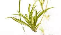 Grünlilie 'Variegatum'
