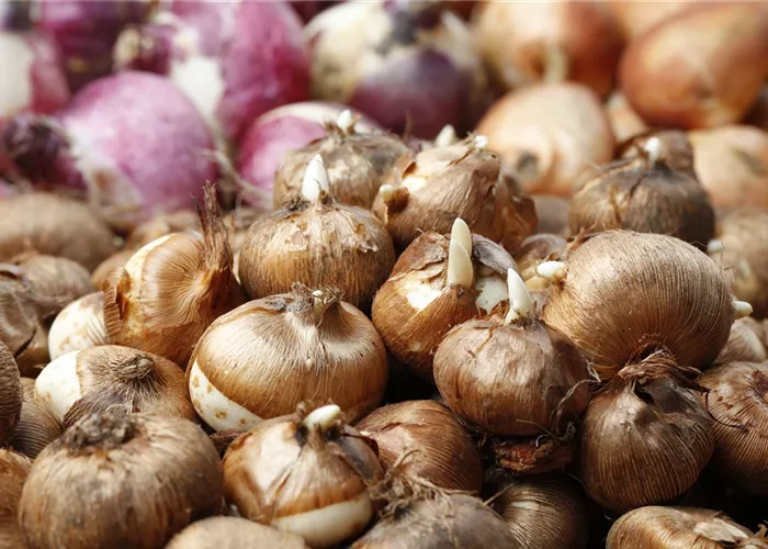 Winterschutz für Blumenzwiebeln: Lagern und überwintern