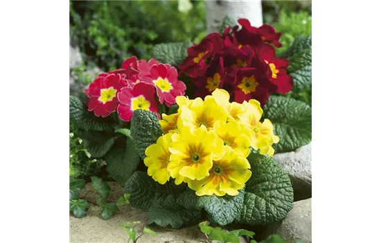 Primula