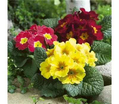 Primula
