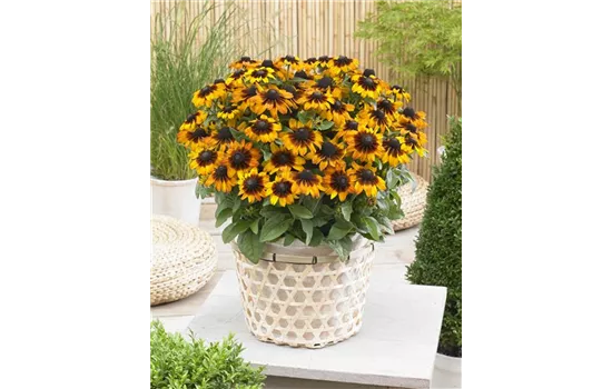 Rudbeckia hirta
