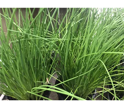 Allium Schoenoprasum