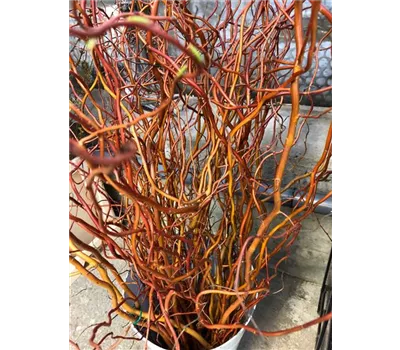 Handbund Schnittzweige