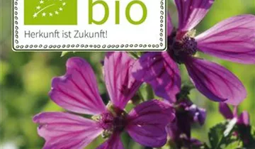 Malva sylvestris