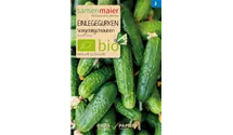 Cucumis sativus