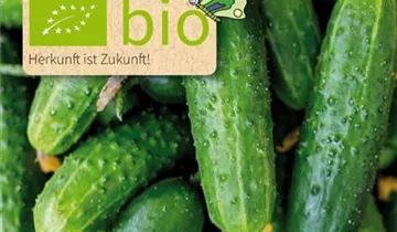 Cucumis sativus