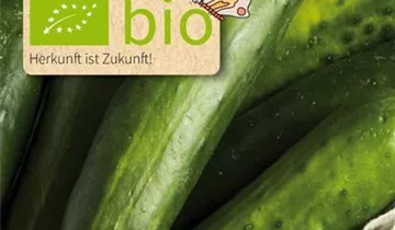 Cucumis sativus