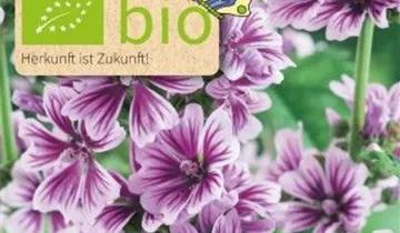 Malva sylvestris