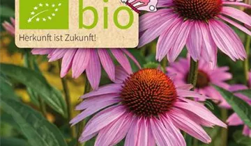 Echinacea purpurea