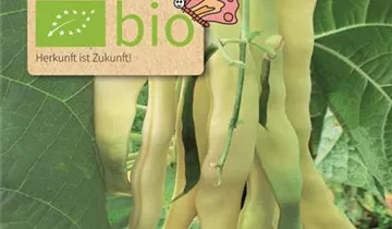 Phaseolus vulgaris var. vulgaris
