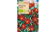 Tagetes patula nana