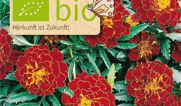 Tagetes patula nana