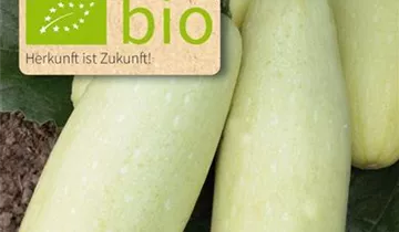 Cucurbita pepo