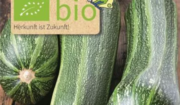 Cucurbita pepo