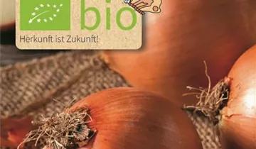 Allium cepa