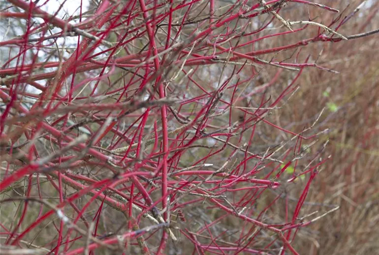 Cornus alba