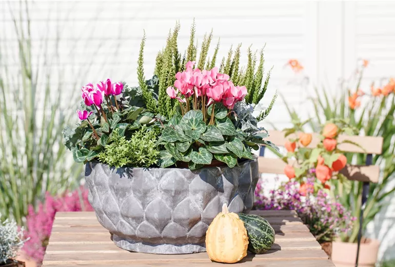 Cyclamen persicum 'Out-Land'