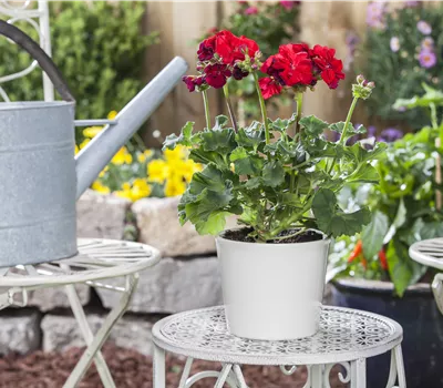 Pelargonium zonale