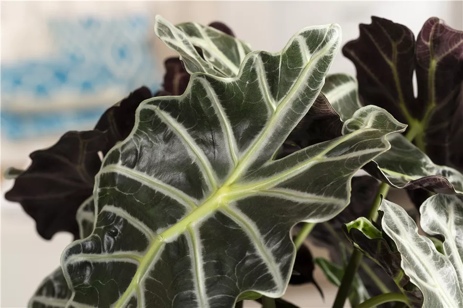 alocasia amazonica braune blätter Tipps zur Pflege deiner Pflanze : Alocasia Polly – PflanzenFuerAlle main image 0