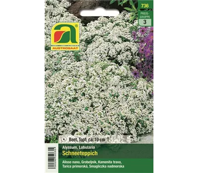 Alyssum Schneeteppich
