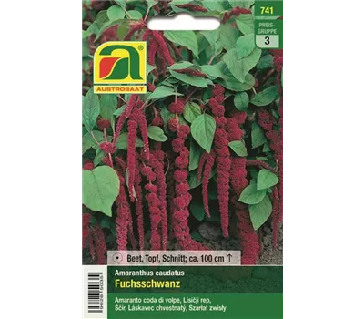 Amaranthus caudatus, Fuchsschwanz