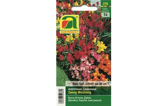 Antirrhinum Zwerg Mischung