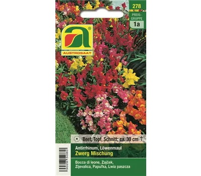 Antirrhinum Zwerg Mischung