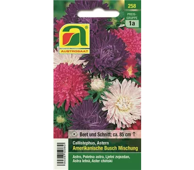 Astern Amerikanische Busch Mischung