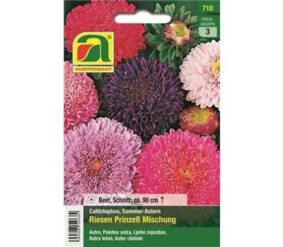 Astern Riesen Prinzess Mischung