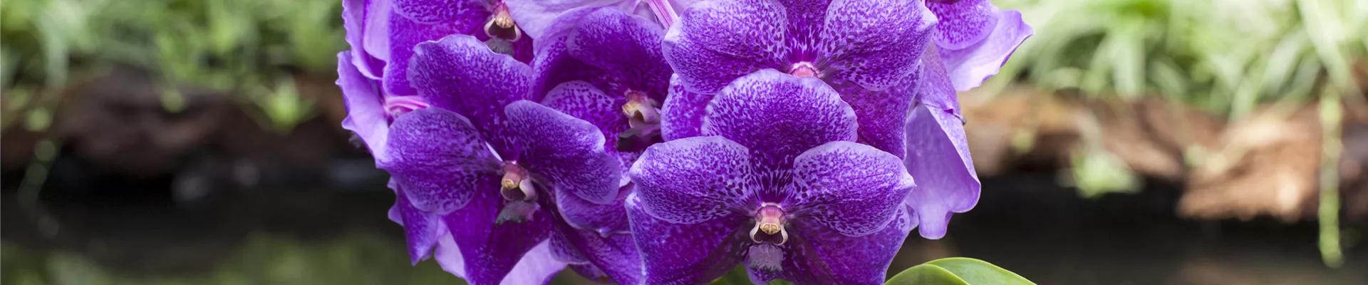 Vanda