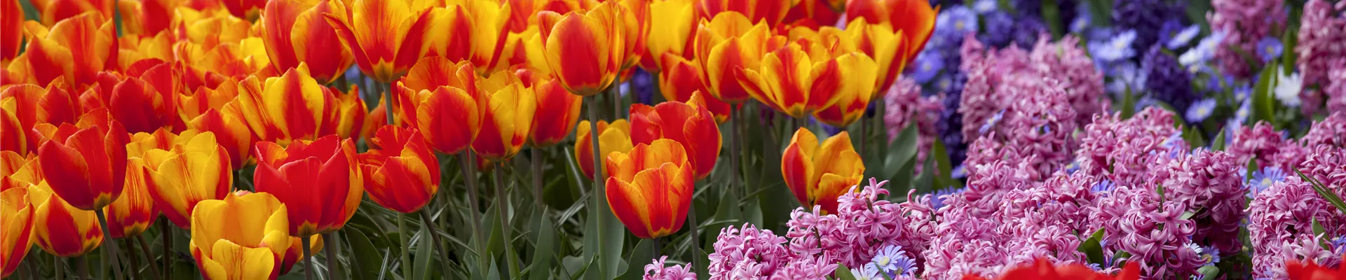 Pflanzung mit Frühjahrsblühern