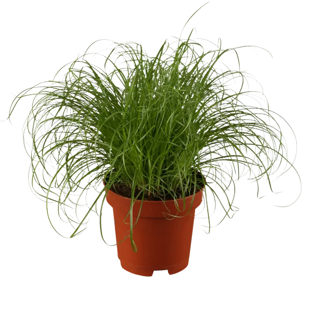 schusterpalme zimmerpflanze Schusterpalme (Aspidistra elatior) online kaufen  MyZimmerpflanze.de