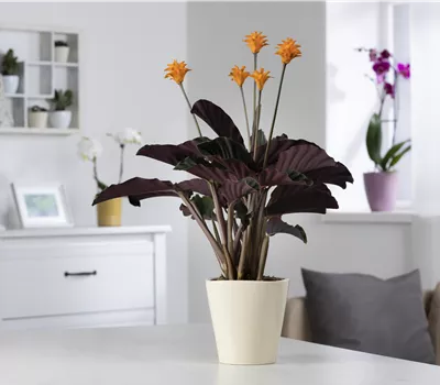 Calathea crocata