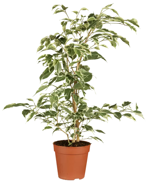 Ficus benjamina