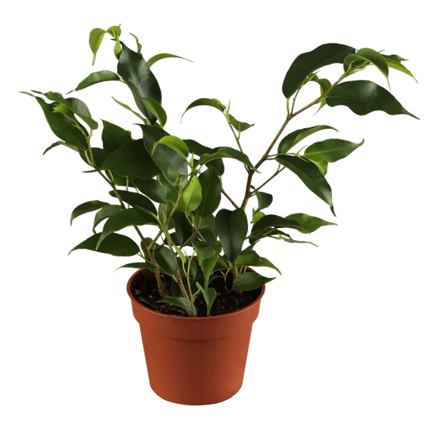 Ficus benjamina