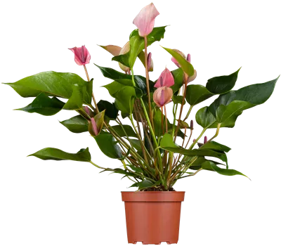 Anthurium x andreanum 'Turenza'