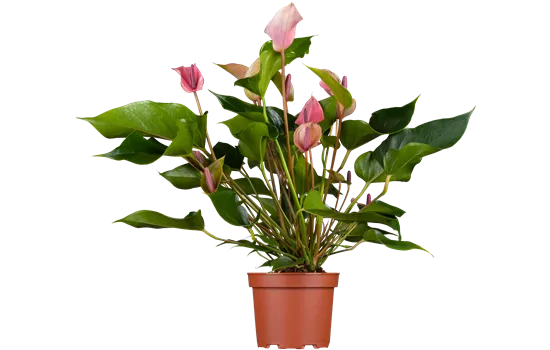 Anthurium x andreanum, rosa