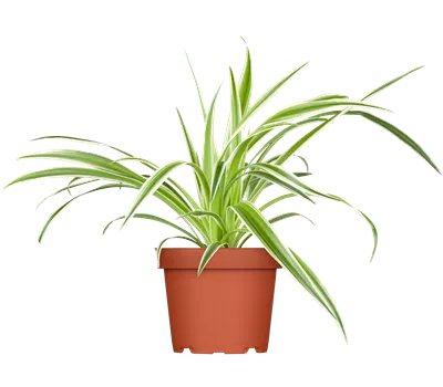 Chlorophytum comosum 'Variegatum'