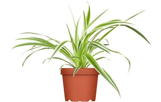 Chlorophytum comosum 'Variegatum'