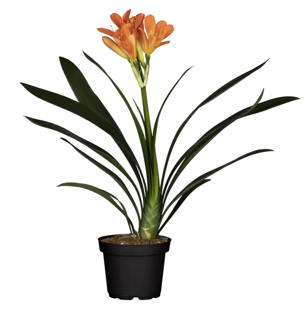 Clivia miniata