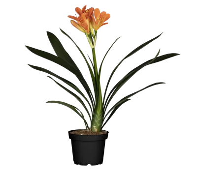 Clivia miniata