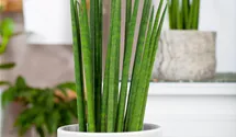 Bogenhanf Mikado
